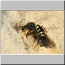 Crabro peltarius - Grabwespe w18g 11mm beim Nesteintrag - Sandgrube Niedringhaussee.jpg